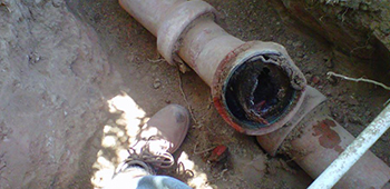 broken sewer line with tree root